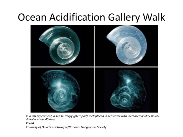 Ocean Acidification Gallery Walk