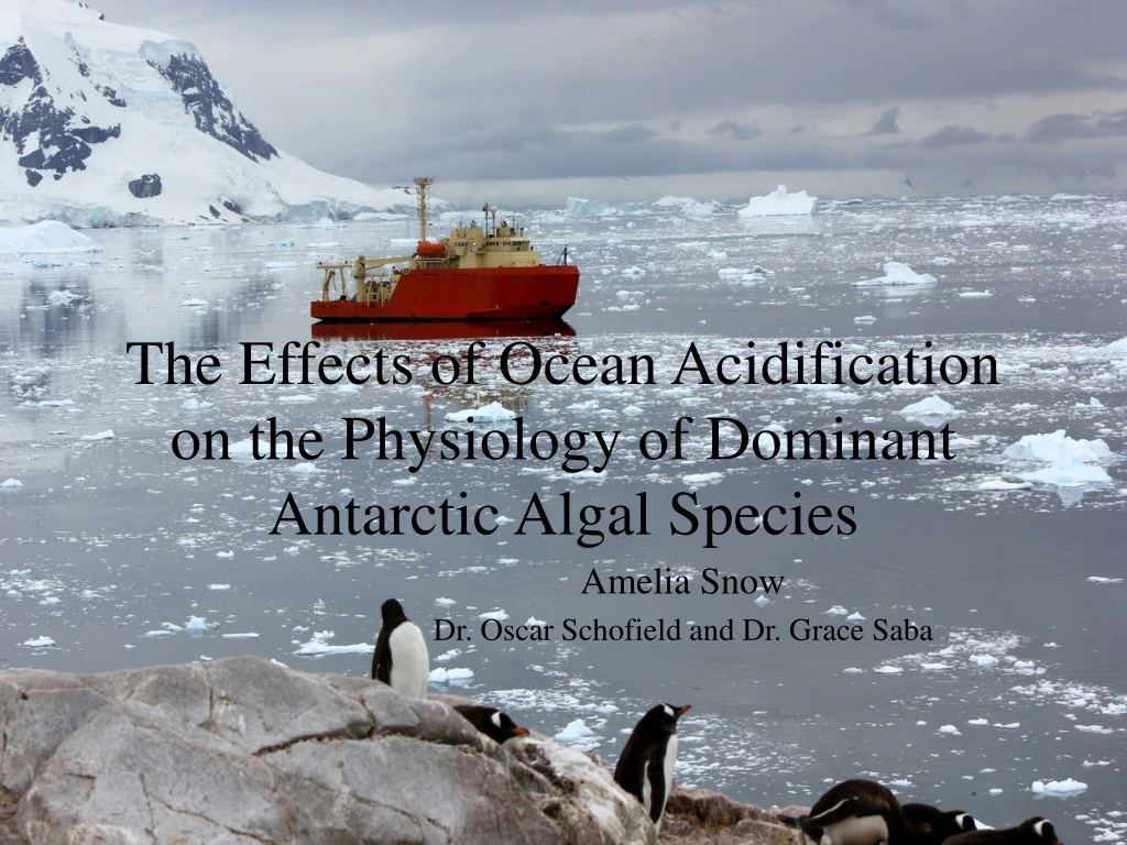 the effects of ocean acidification on the physiology of dominant antarctic algal species