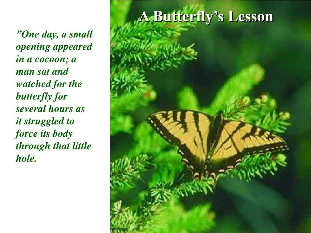 a butterfly s lesson