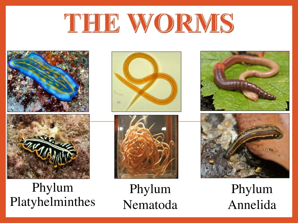 the worms