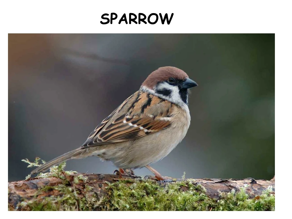 sparrow