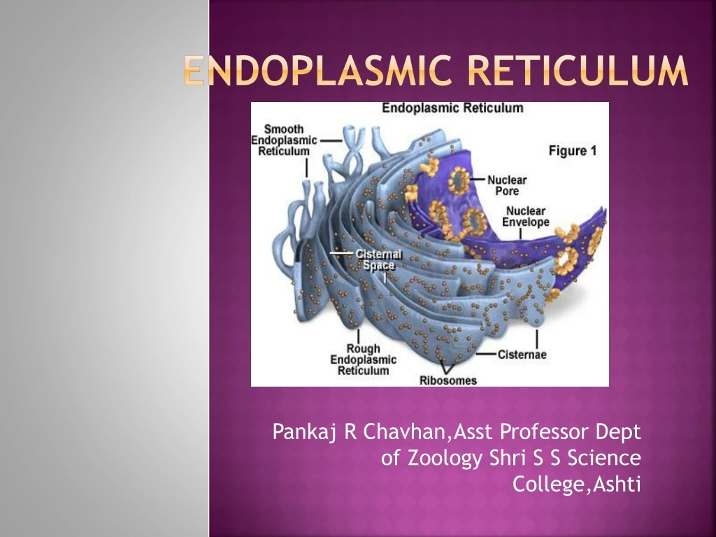 endoplasmic reticulum