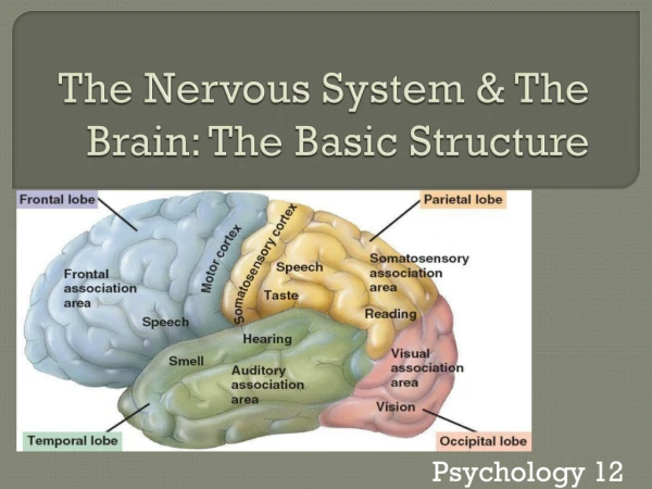 The Nervous System &amp; The Brain: The Basic Structure