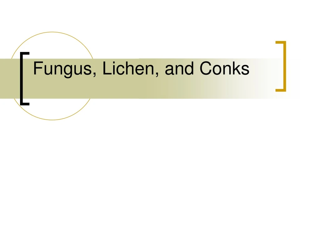 fungus lichen and conks