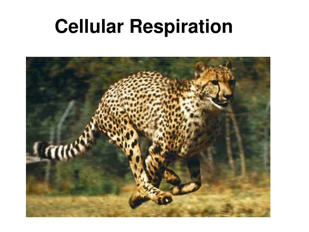 cellular respiration