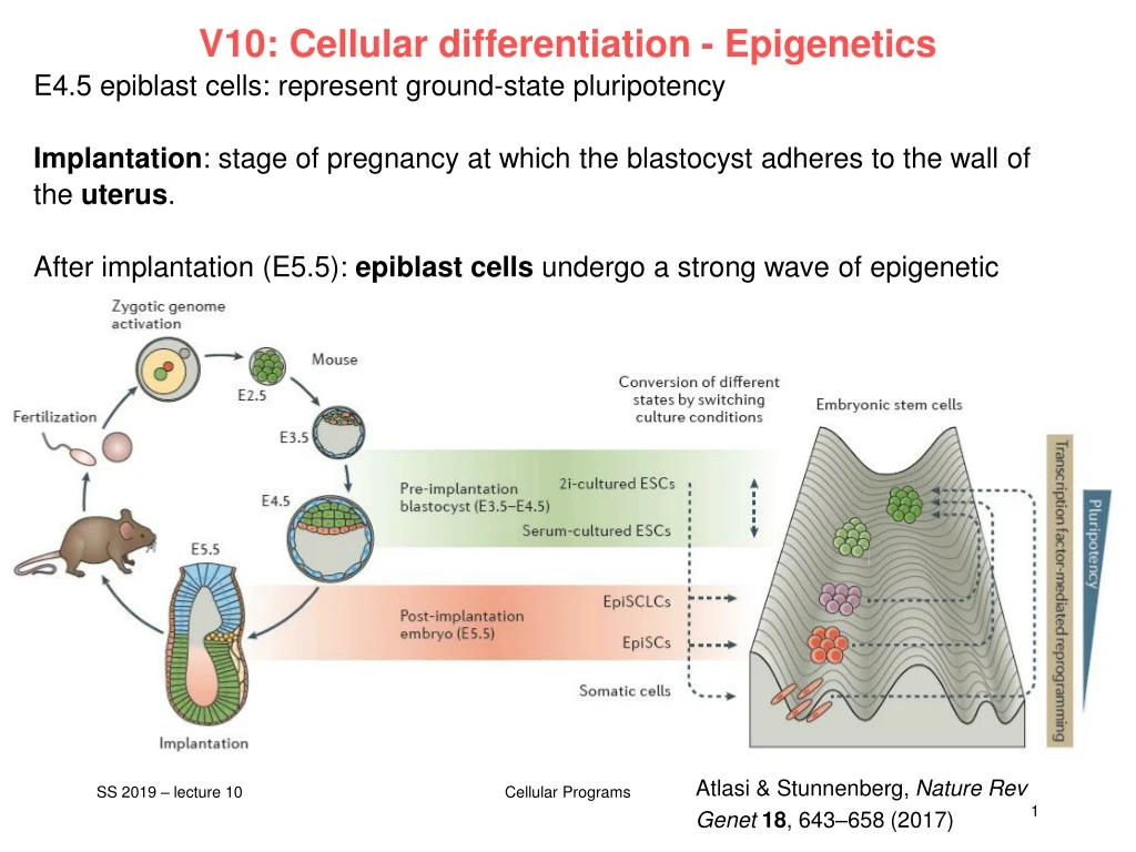 v10 cellular differentiation epigenetics