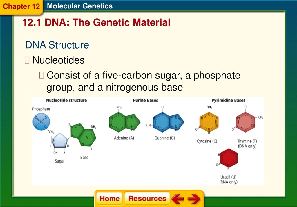 molecular genetics