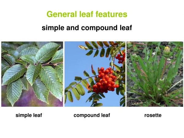 General leaf features simple and compound leaf