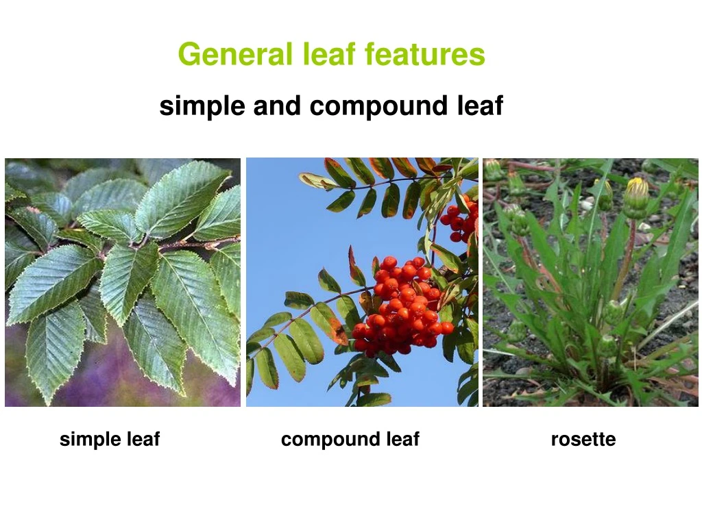 general leaf features simple and compound leaf