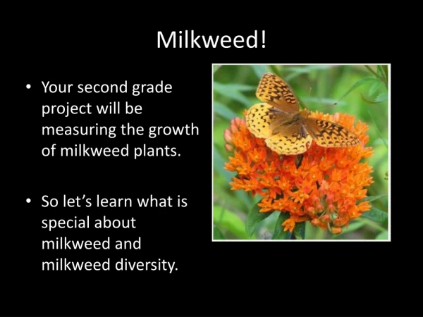 Milkweed!