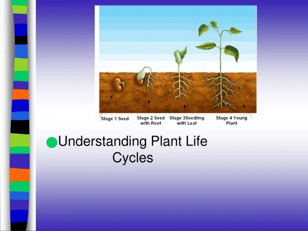 Understanding Plant Life Cycles
