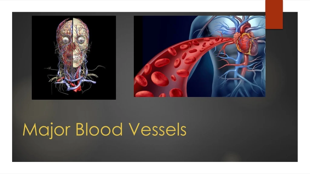 major blood vessels