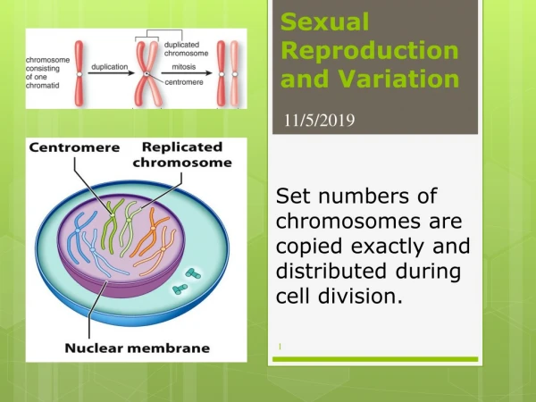 Sexual Reproduction and Variation