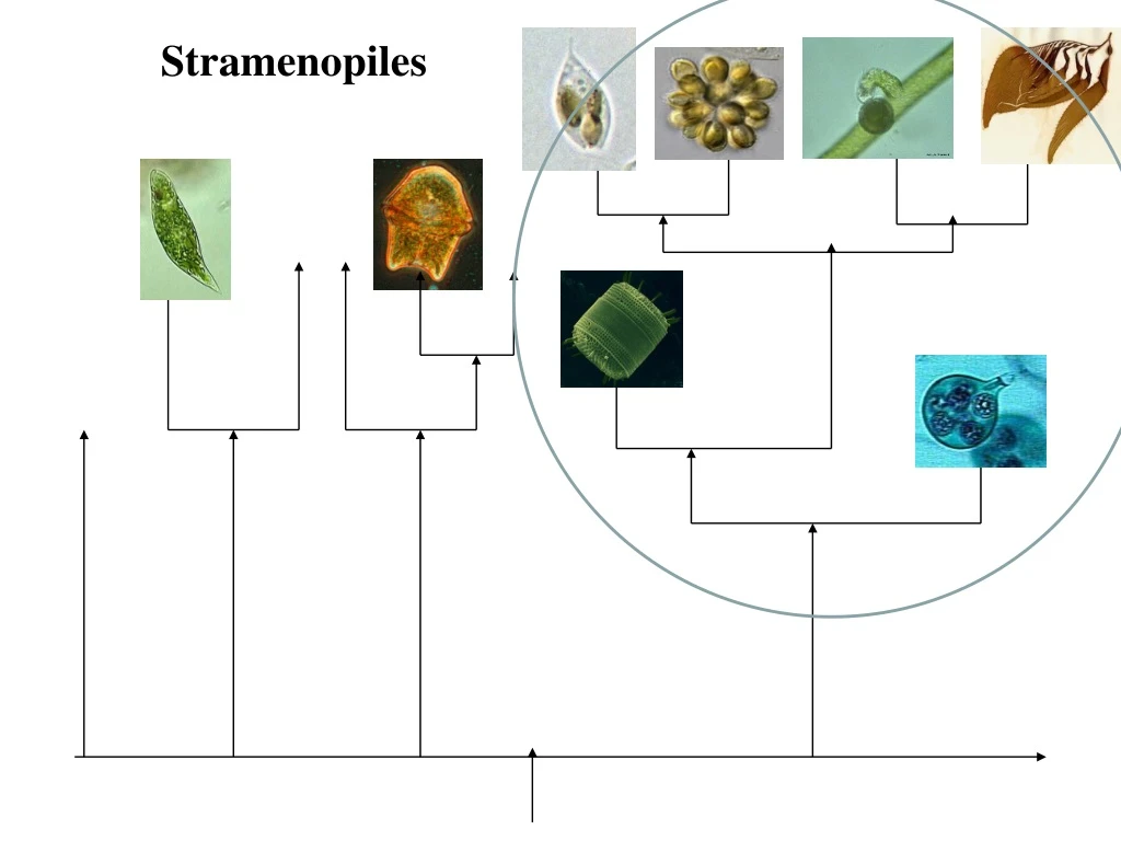 stramenopiles