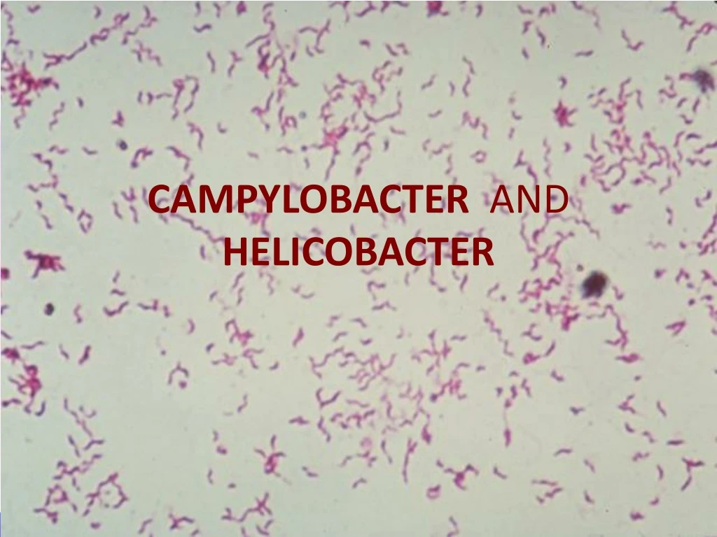 campylobacter and helicobacter