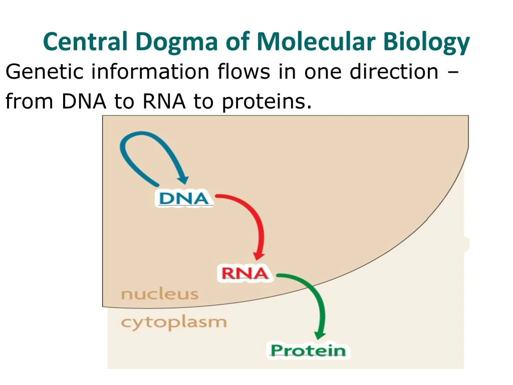 central dogma of molecular biology