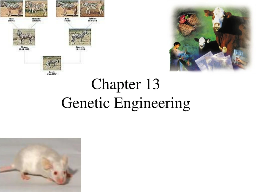 chapter 13 genetic engineering