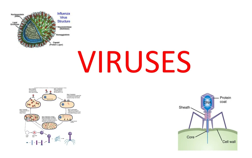 viruses