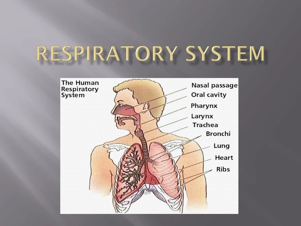 respiratory system