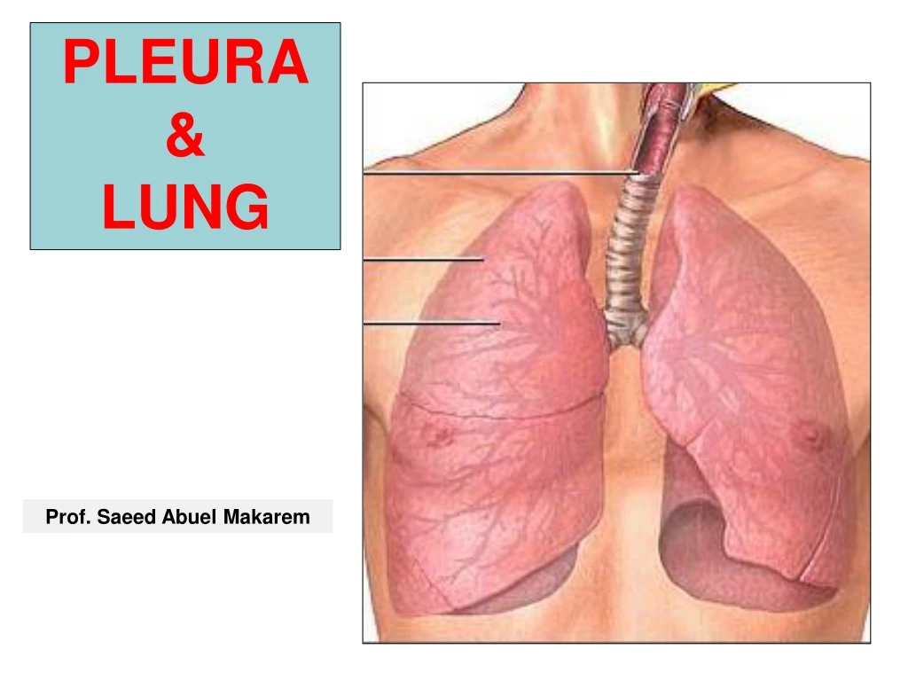 pleura lung