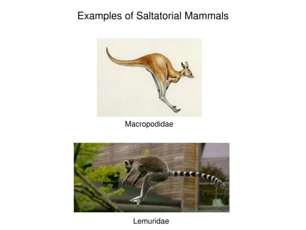 Examples of Saltatorial Mammals
