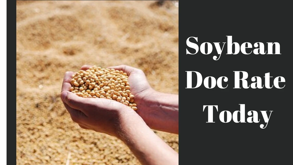 soybean doc rate today