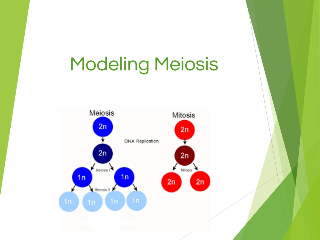 modeling meiosis
