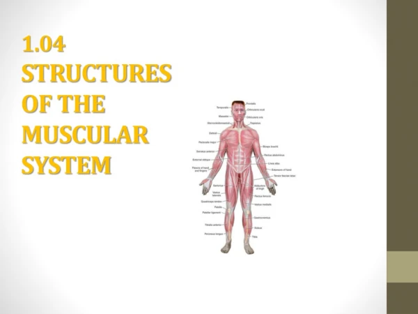 1.04 STRUCTURES OF THE MUSCULAR SYSTEM