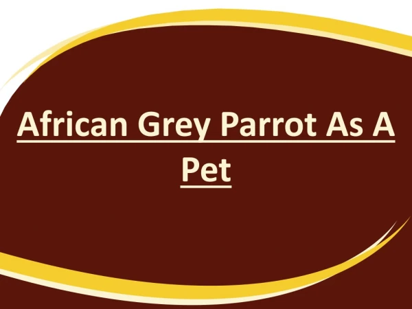 African Grey Parrot As A Pet