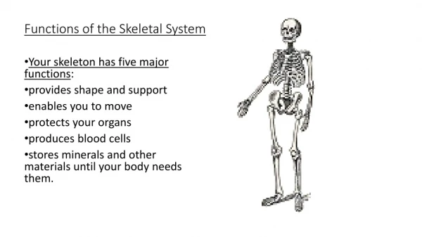 Functions of the Skeletal System