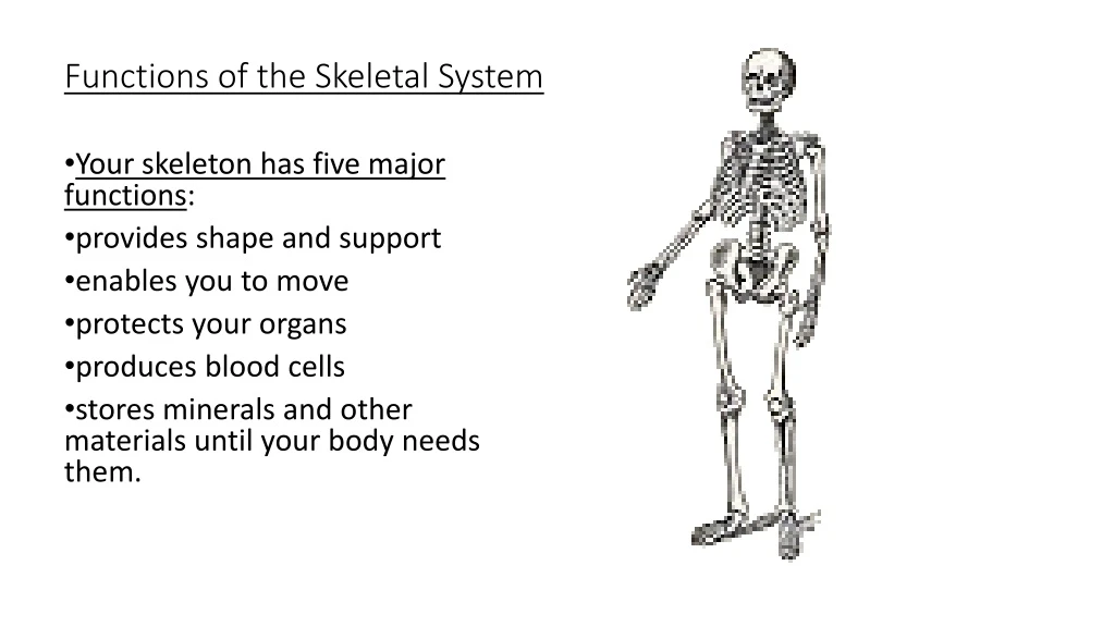 functions of the skeletal system