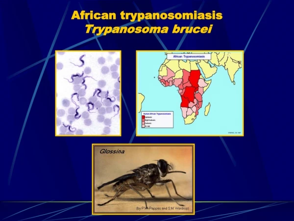 African trypanosomiasis Trypanosoma brucei
