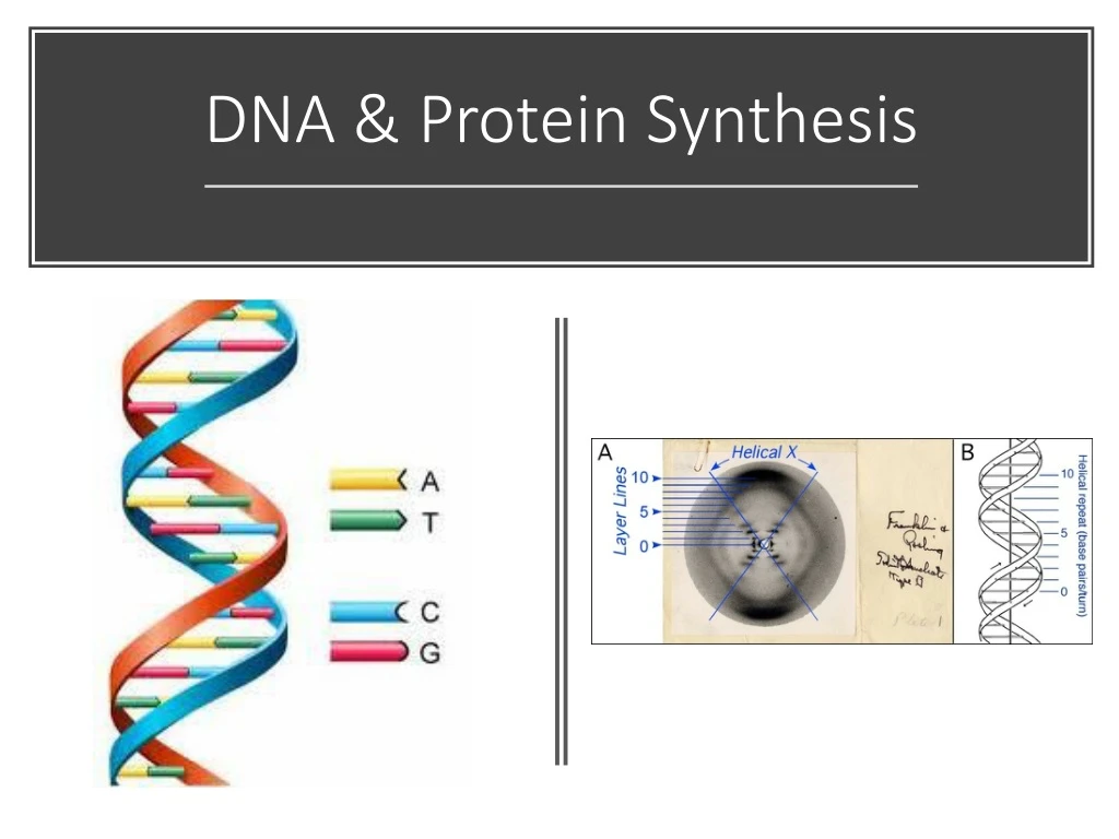 dna protein synthesis