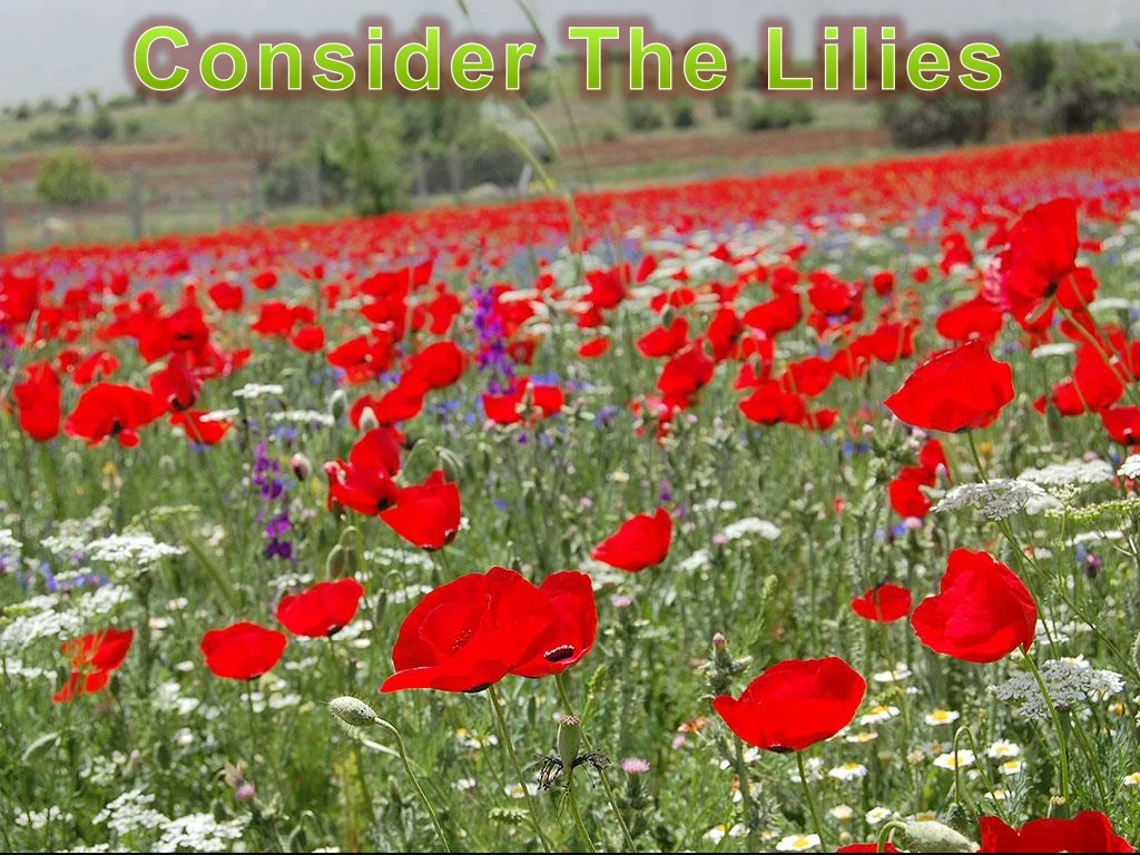 consider the lilies