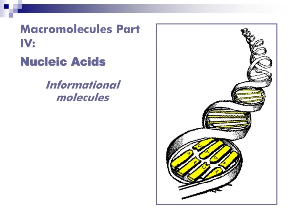 Macromolecules Part IV: Nucleic Acids