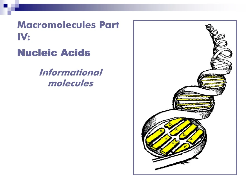 macromolecules part iv nucleic acids