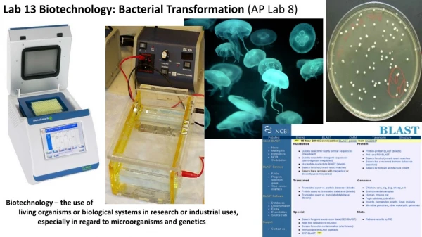 Lab 13 Biotechnology: Bacterial Transformation (AP Lab 8)