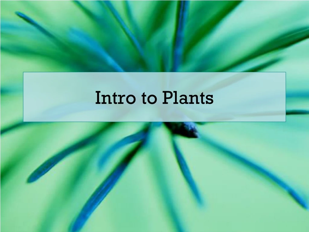 intro to plants