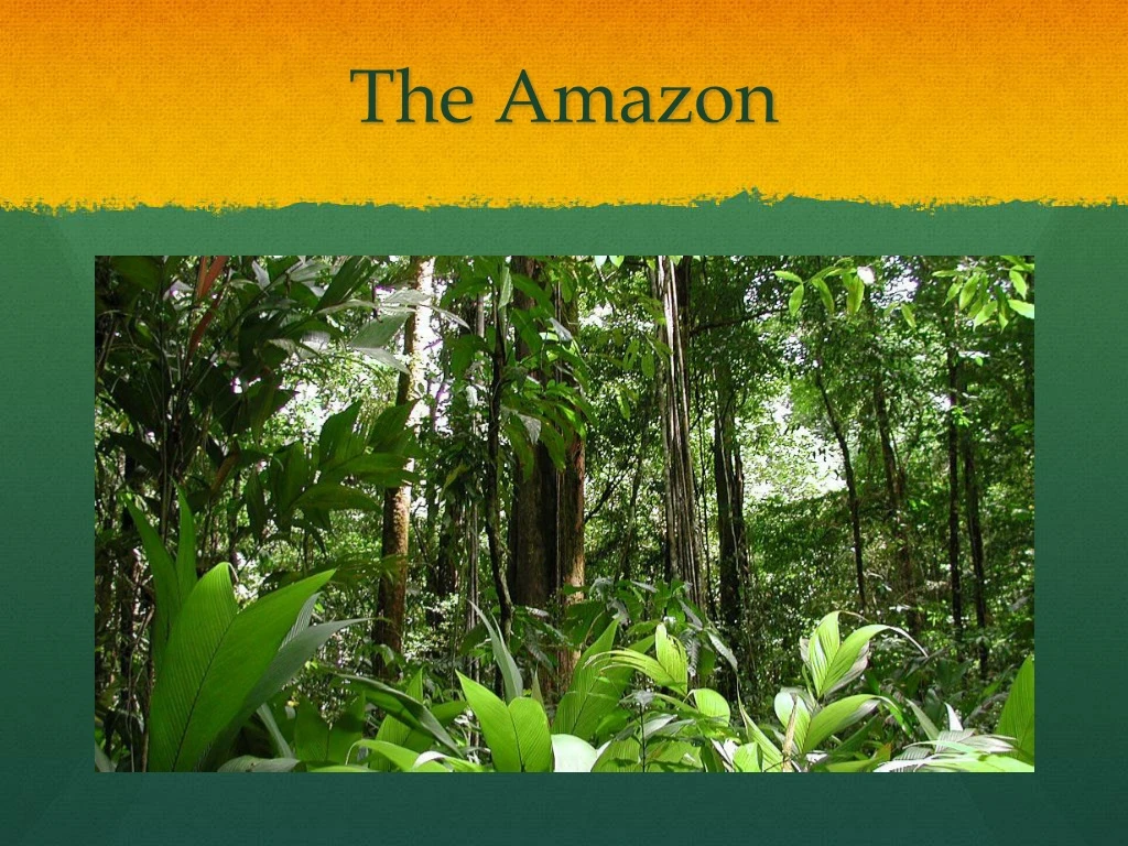 the amazon