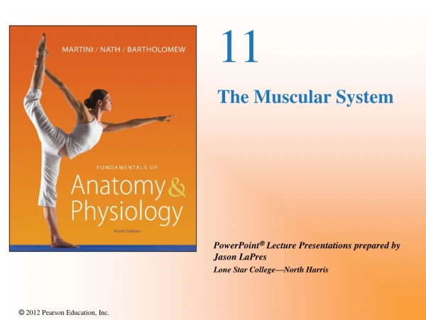 11 The Muscular System