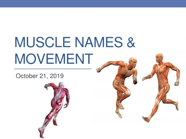 Muscle Names &amp; Movement