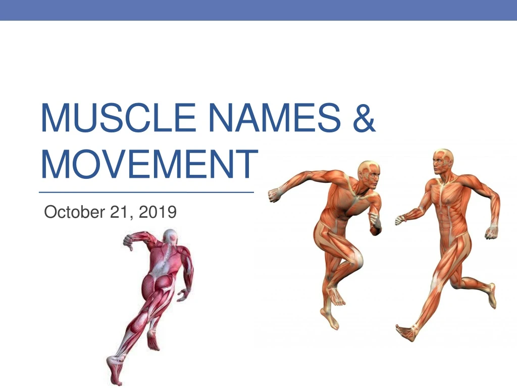 muscle names movement