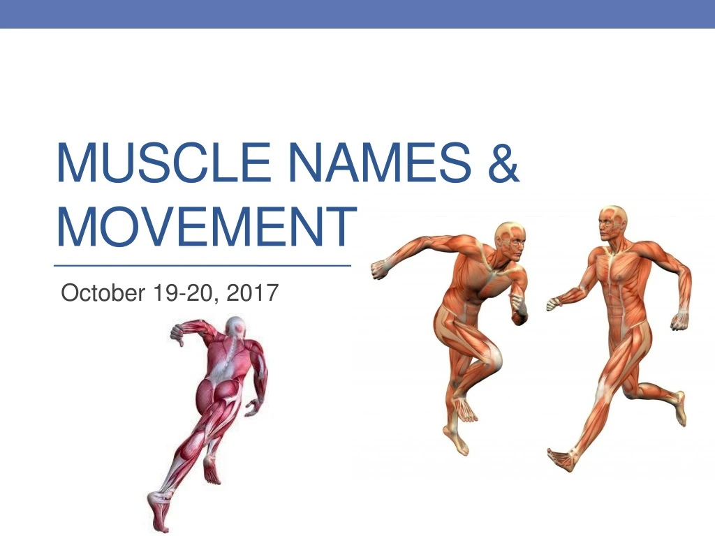 muscle names movement