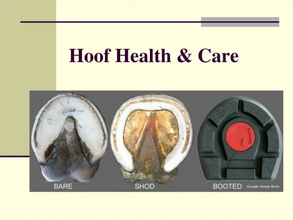 Hoof Health &amp; Care