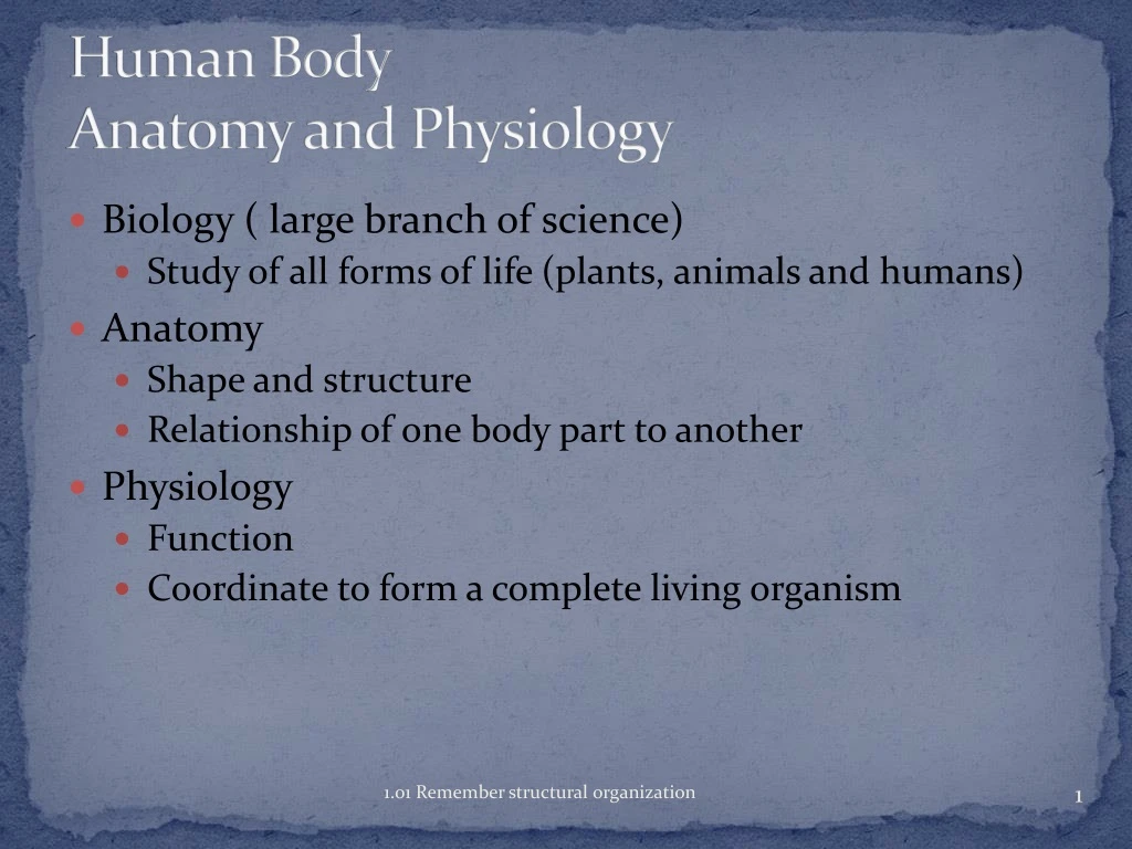 human body anatomy and physiology
