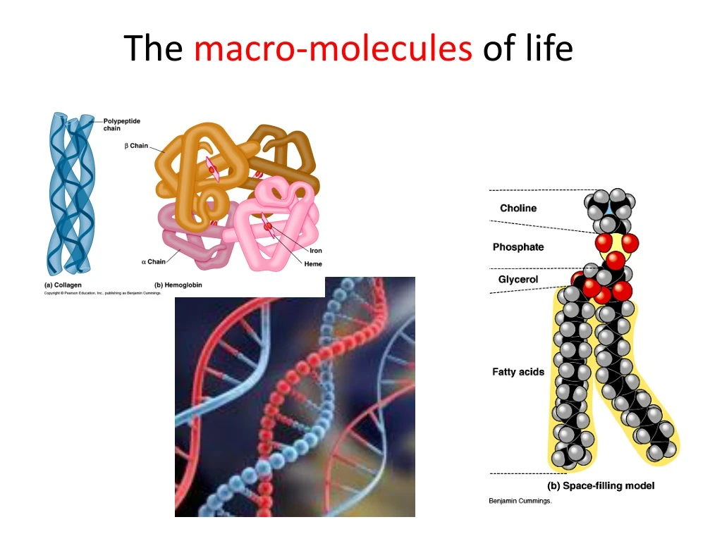 the macro molecules of life