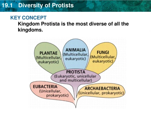 KEY CONCEPT Kingdom Protista is the most diverse of all the kingdoms.
