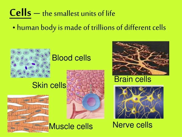 Cells – the smallest units of life