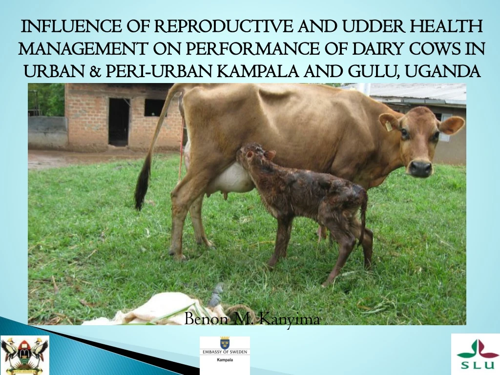 influence of reproductive and udder health