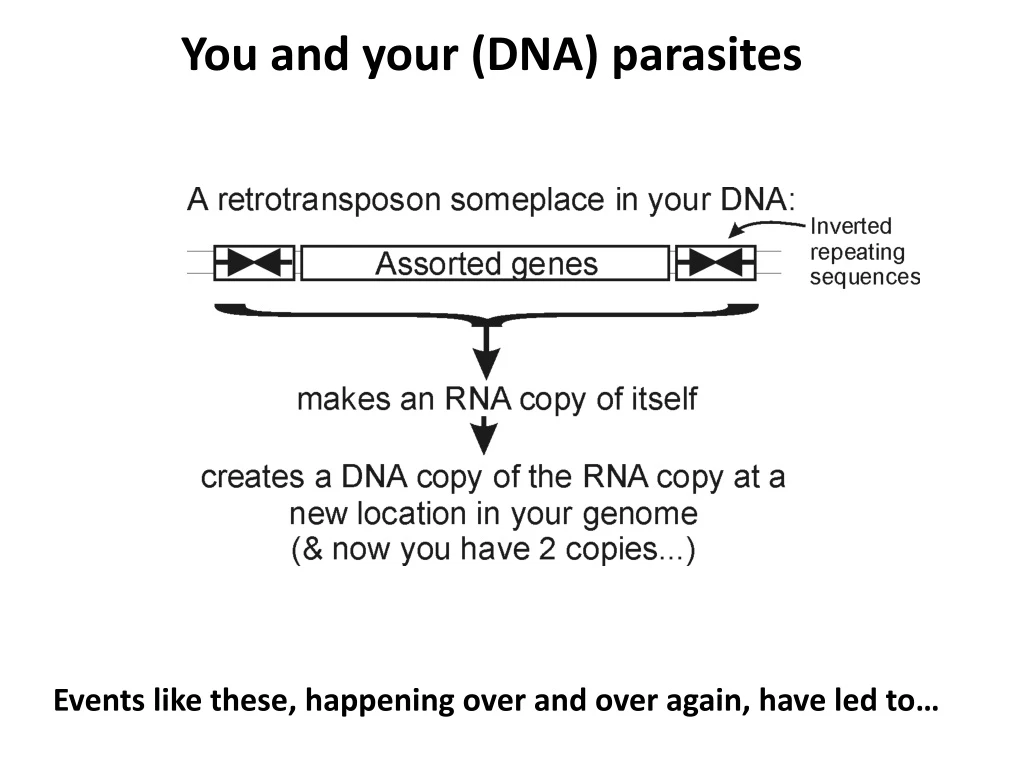 you and your dna parasites